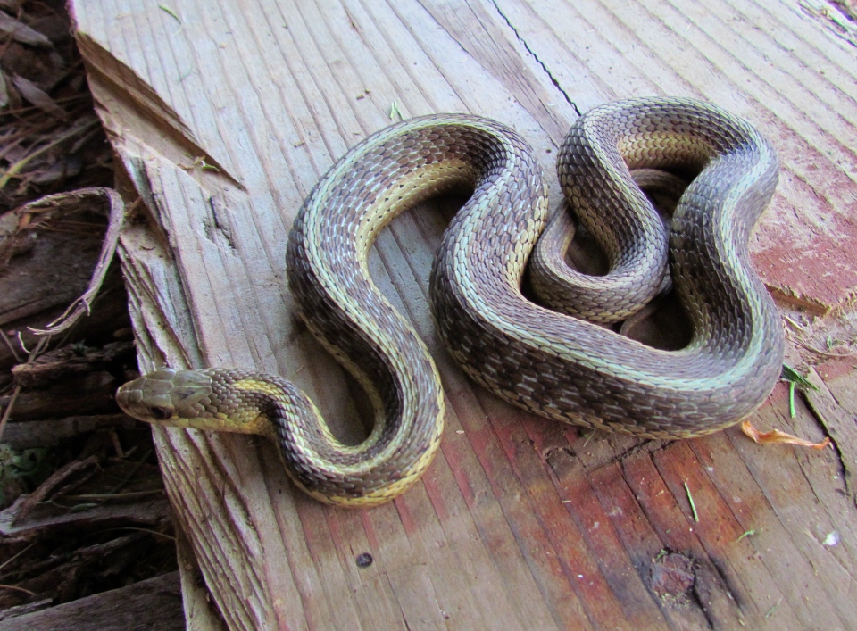 Eastern Garter Snake